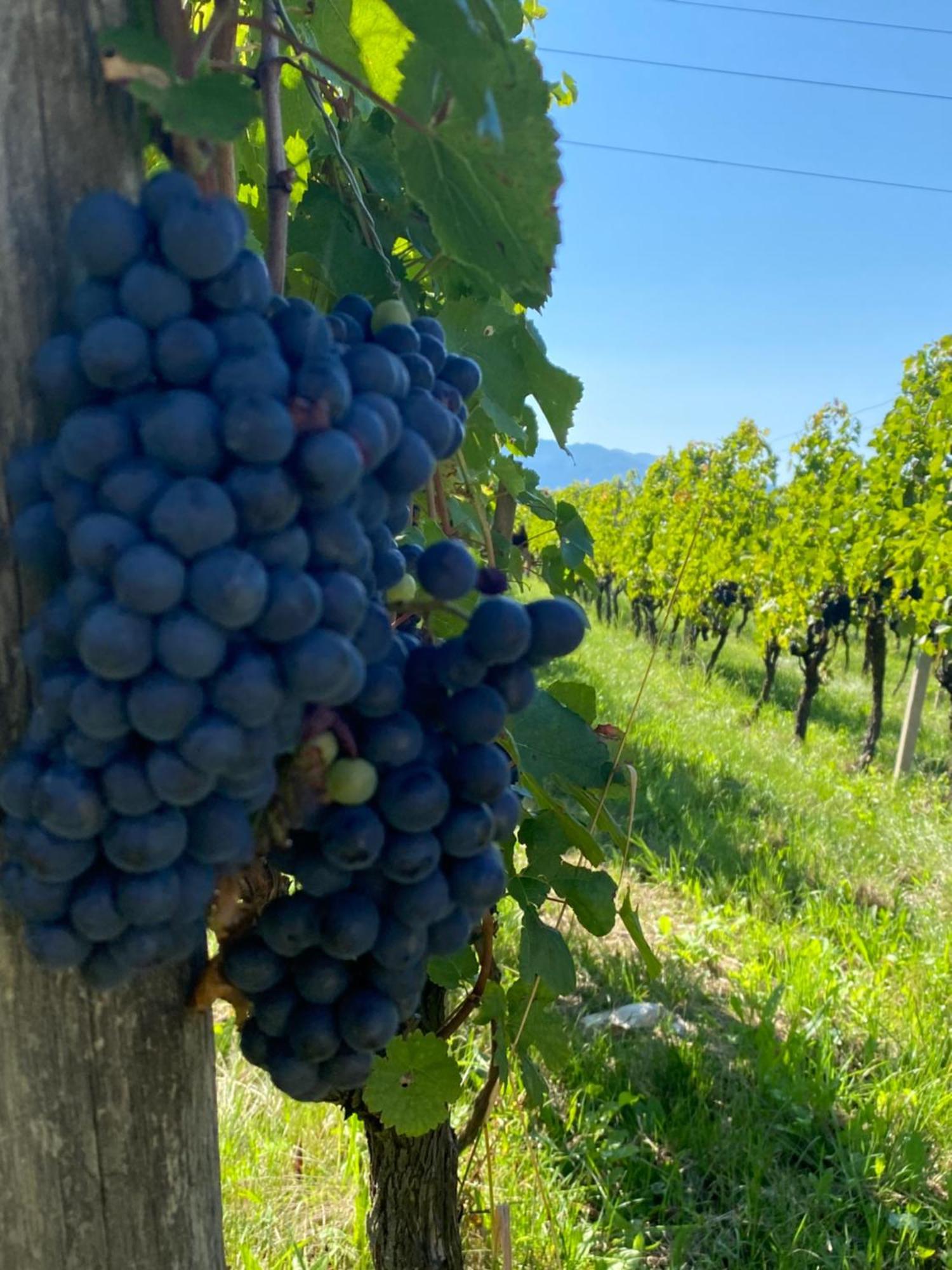 Agritur Verderame Trento Dış mekan fotoğraf