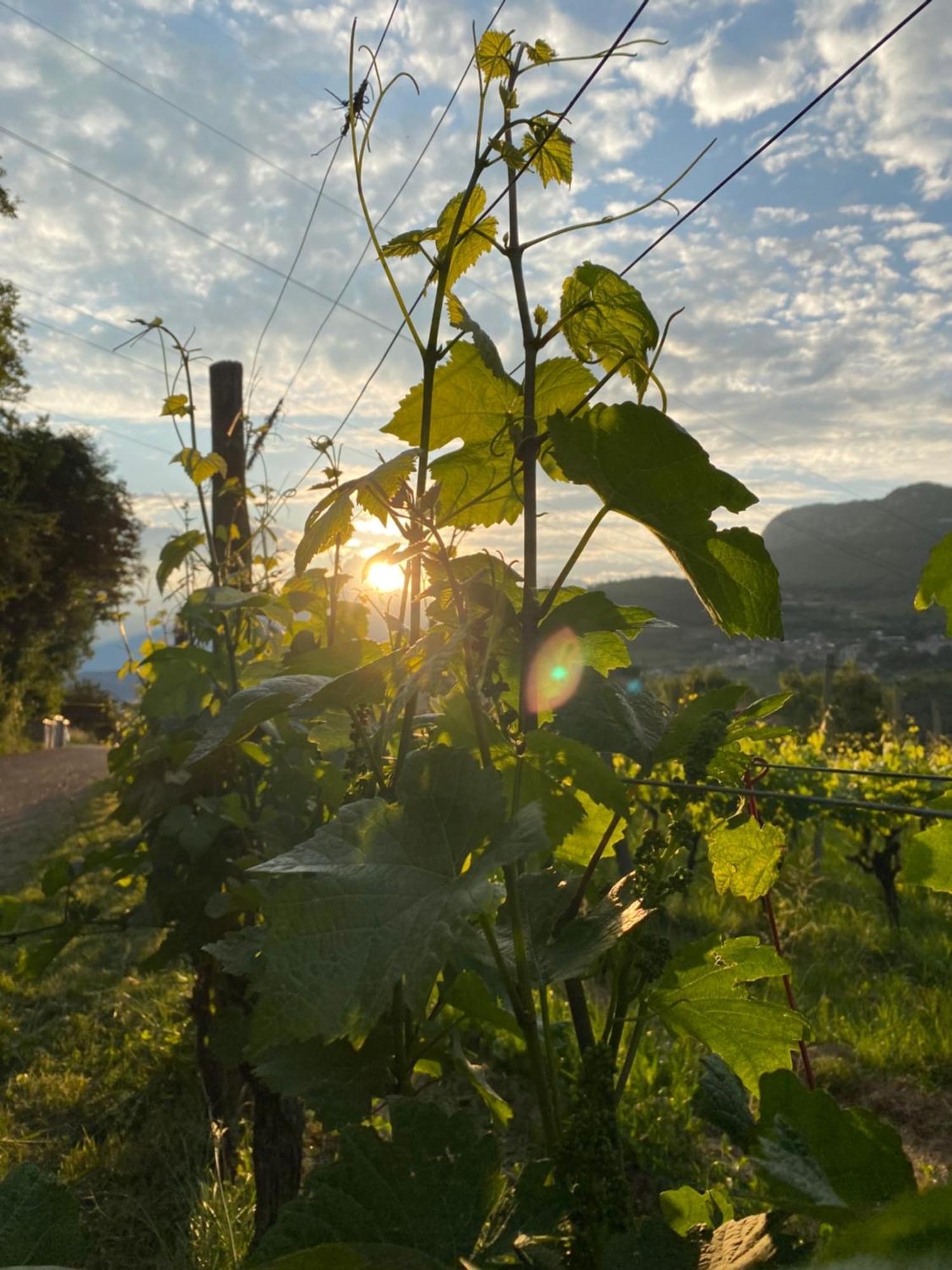 Agritur Verderame Trento Dış mekan fotoğraf